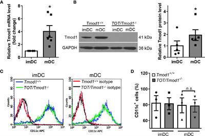 Tropomodulin1 Expression Increases Upon Maturation in Dendritic Cells and Promotes Their Maturation and Immune Functions